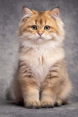 Magandang Larawang Pusa — Cute Cat Wallpaper