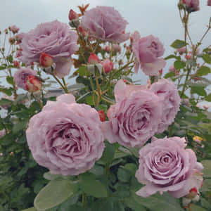 Aesthetic Flower pictures