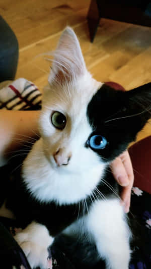 Mga Larawan ng Magandang Pusa — Cute Cat Wallpaper