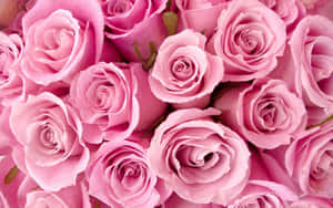 Rosas na Bulaklak na Background