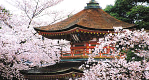 Mga larawan ng Japan — Japan GIF Wallpaper