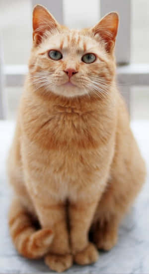 mga larawan ng pusa na kulay luya — Cute Cat Wallpaper