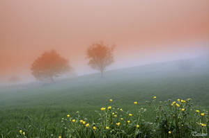 Earth Fog Spring Nature Landscape Tree HD Wallpaper | Background Image