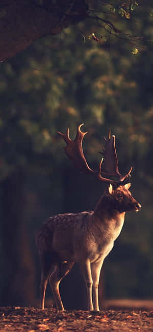 Deer Desktop — Xiaomi 15 Wallpaper
