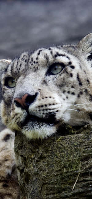 Snow Leopard — Galaxy A56 Wallpaper