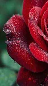 Close-up ng isang talulot ng pulang rosas na may hamog, na may berdeng background, natural at elegante na wallpaper.