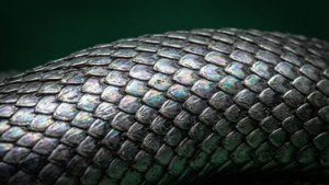 Detalyadong makro ng mga kaliskis ng ahas ng Slytherin. — Slytherin estetiko Wallpaper
