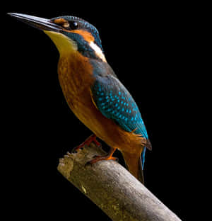 Makulay na Kingfisher na Dumapo