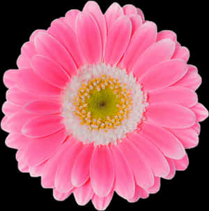 Pink Daisy Png - Pink Daisy Flower Png, Transparent Png — Pink Floral Wallpaper