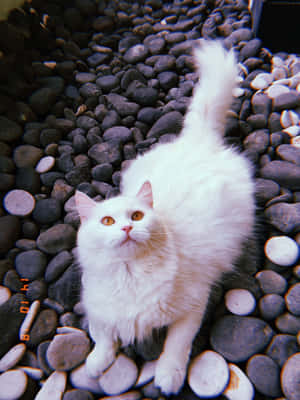 Mga larawan ng Aesthetic na Pusa — Aesthetic na pusa Wallpaper