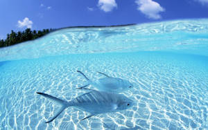 Wallpaper ng Malamig na Isda at Malinaw na Tubig