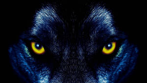 Malamig na Itim na Lobo na May Dilaw na Mata na wallpaper