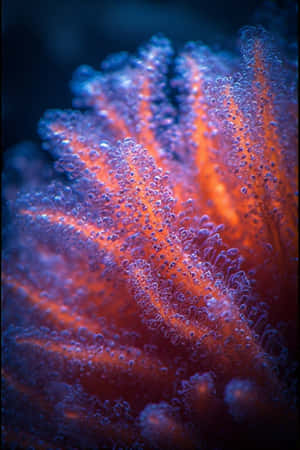 macro photography,sa ilalim ng dagat,literal na nakamamanghang,malapitan,masigla,tubig-dagat,karagatan,reef — iPhone 4 Wallpaper