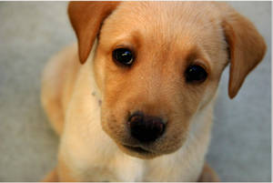 Maliit na Asong Kulay Light Brown na May Itim na Mata — Cute puppy Wallpaper