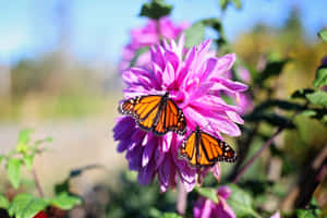 Butterfly Aesthetic pictures — MacBook Air M2 Wallpaper