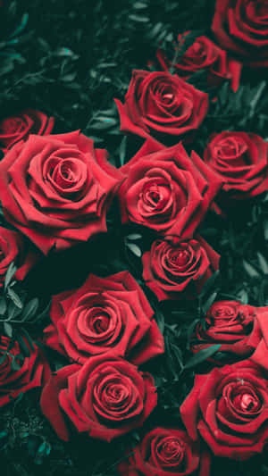 Mga larawan ng iPhone 13 — iPhone 11 Pro Wallpaper