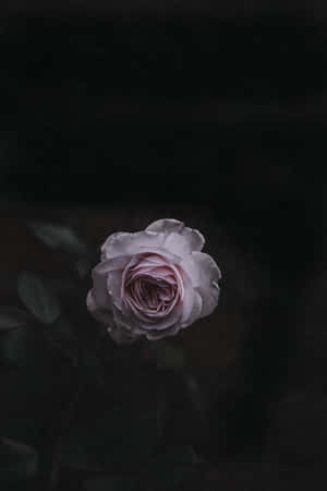 Mapang-akit na Madilim na Bulaklak na Background — POCO Pad Wallpaper