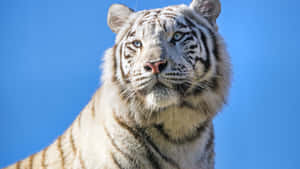 Mapanghaing Titig ng Isang Makapangyarihang Tigre — Tiger Wallpaper