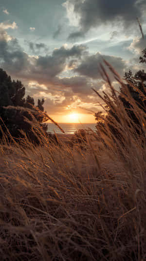 Horizon,Background,Warm,Dreamy,Outdoor,Evening,Sky,Sun,Field,Grass,Meadow,Landscape,Nature,Nature 4k,Sunset,Sunset Aesthetic,Nature Scenery,Nature Love