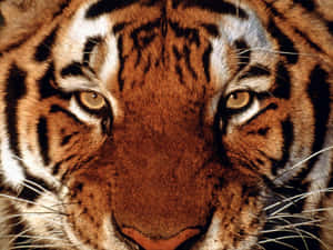 Marahas na ligaw na tigre sa natural na tirahan nito — Tiger Wallpaper