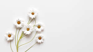 Aesthetic White na mga larawan — Aesthetic na puti Wallpaper