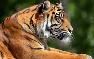 Marilag na Tigre na Naglalakbay sa Ilang — Tiger Wallpaper