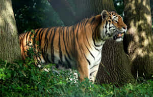 Marilag na Tigre na Naglalakbay sa Ilang — Tiger Wallpaper