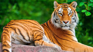 Marilagong Tigre sa Likas na Tirahan — Tiger Wallpaper
