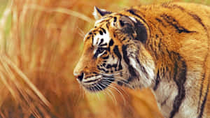 Marilagong Tigre sa Likas na Tirahan — Tiger Wallpaper