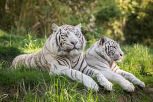 Marilagong Tigre na Naglalakad sa Kagubatan — Tiger Wallpaper