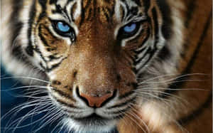Maringal na ligaw na tigre sa kanyang likas na tirahan — Tiger Wallpaper