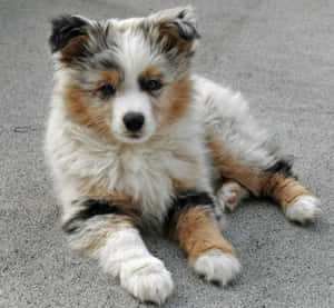Mga Larawan ng mga Tuta ng Australian Shepherd — Cute puppy Wallpaper