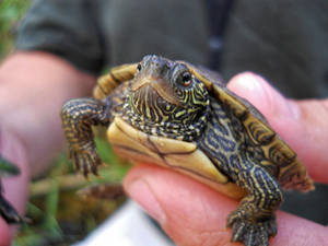Masigang Maliit na Map Turtle na Nagbababad sa Araw — Astig na pagong Wallpaper