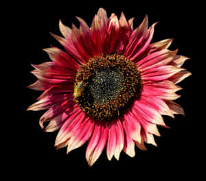 Masiglang Pink na Sunflower na may Pukyutan