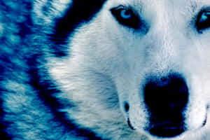 Astig na Lobo