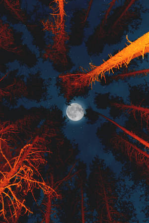 Matataas na Puno Buwan — Moon Wallpaper