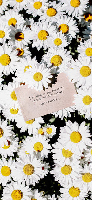 Maya Angelou Quote At Puti Daisy Iphone — 19.5:9 Wallpaper