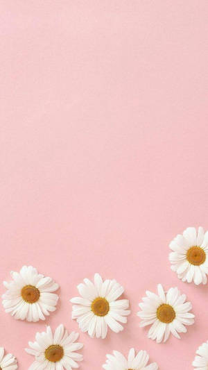 Daisies In Pink Pretty Aesthetic wallpaper — Maganda aesthetic Wallpaper