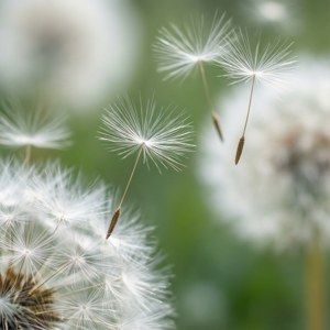Pinong puting buto ng dandelion na lumulutang sa isang panaginip at mahangin na simoy. — Puting aesthetic Wallpaper