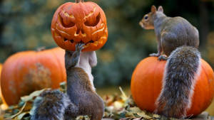 Cute Halloween squirrels wallpaper.