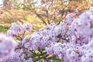 Mga larawan ng Cherry Blossom — Cherry blossom Wallpaper