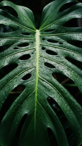 Isang macro shot ng dahon ng monstera na may kumikinang na mga patak ng ulan, sumisimbolo ng kasariwaan. — Berdeng aesthetic na GIF Wallpaper