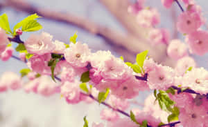 Pink na Floral na Background — Pink Floral Wallpaper
