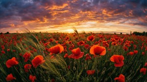 Pulang poppies na parang sa ilalim ng dramatikong paglubog-lubog ng araw, galaw ng hangin, parang pintadong tanawin.