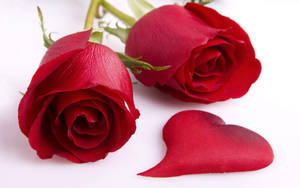 Mga Wallpaper ng Pulang Rosas na Kagandahan para sa Kompyuter — Rosas na Bulaklak Wallpaper