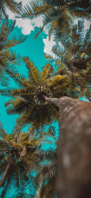 Iphone 12 Pro background — OnePlus N6 Lite Wallpaper