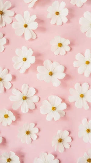 Puting Bulaklak na Daisy na Rosas
