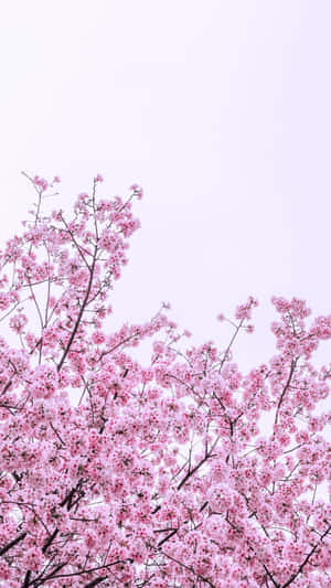 mga rosas na cherry blossoms sa isang puno — Bulaklak iPhone Wallpaper