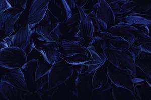 Mga Tuyot na Talulot na Aesthetic Dark Blue HD — Aesthetic Dark Blue Wallpaper