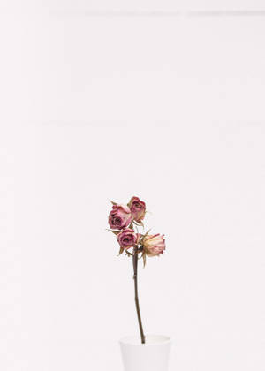 Minimalist Pink Roses wallpaper — Minimalist na anime Wallpaper